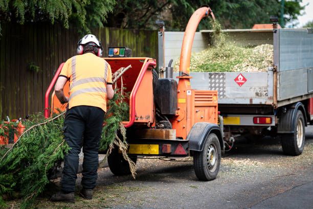 The Steps Involved in Our Tree Care Process in Pana, IL